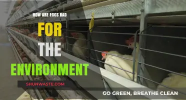 Eggs' Environmental Impact: Uncovering the Hidden Costs of Production