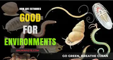 Estuaries: Nature's Nurseries and Environmental Guardians for Healthy Ecosystems
