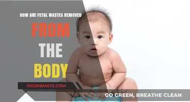 Understanding Fetal Waste Elimination: The Body's Natural Process Explained
