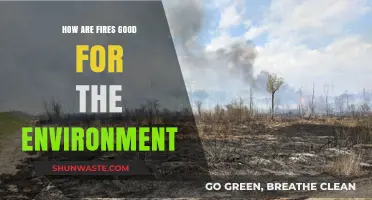 Fires' Surprising Benefits: How Controlled Burns Revitalize Ecosystems