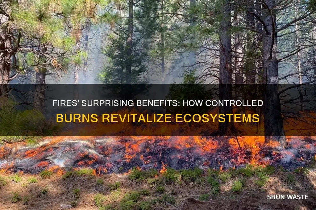 how are fires good for the environment