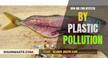 Plastic Pollution's Impact on Fish: A Worrying Reality