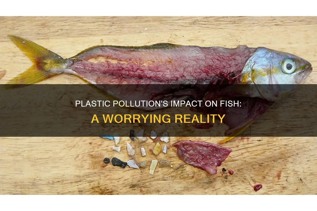 how are fish affected by plastic pollution