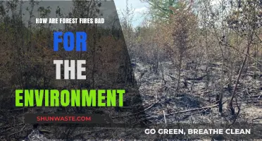 Forest Fires' Devastating Impact: Environmental Consequences and Ecosystem Destruction