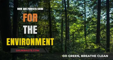 Forests: Earth's Vital Lungs, Climate Regulators, and Biodiversity Havens