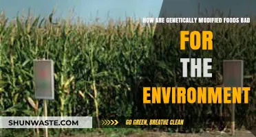 Genetically Modified Foods: Environmental Risks and Ecological Consequences Explained