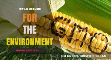 GMOs' Environmental Impact: Harmful Effects on Ecosystems and Biodiversity