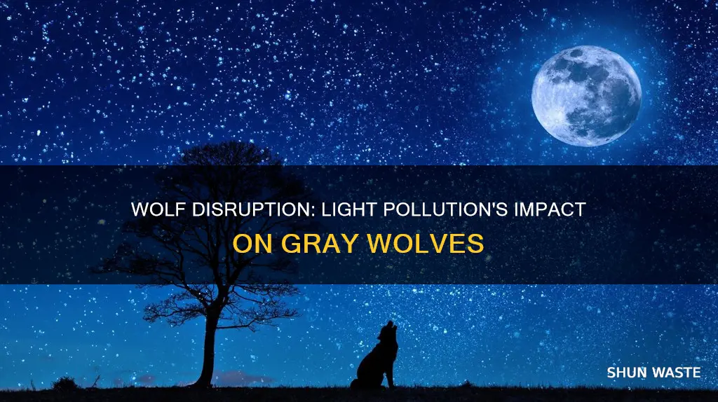 how are gray wolves affected by light pollution