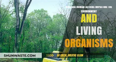 Human Actions and Their Impact on the Environment and Living Organisms
