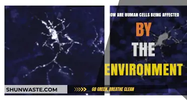 Environmental Impact: How Human Cells Respond to Changing Surroundings