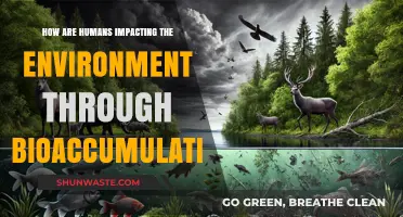 Human Activities, Bioaccumulation, and the Environment: A Toxic Legacy