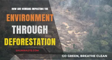 Deforestation's Devastating Impact: How Human Actions Harm Our Planet
