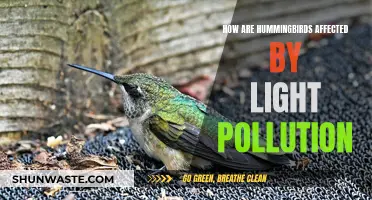 Hummingbirds' Plight: Impact of Light Pollution