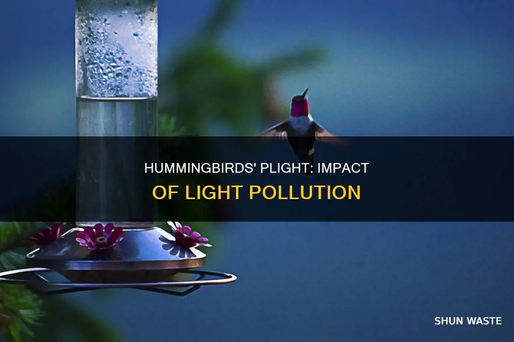 how are hummingbirds affected by light pollution