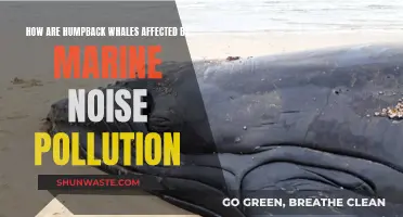 Humpback Whale Song: Impact of Marine Noise Pollution