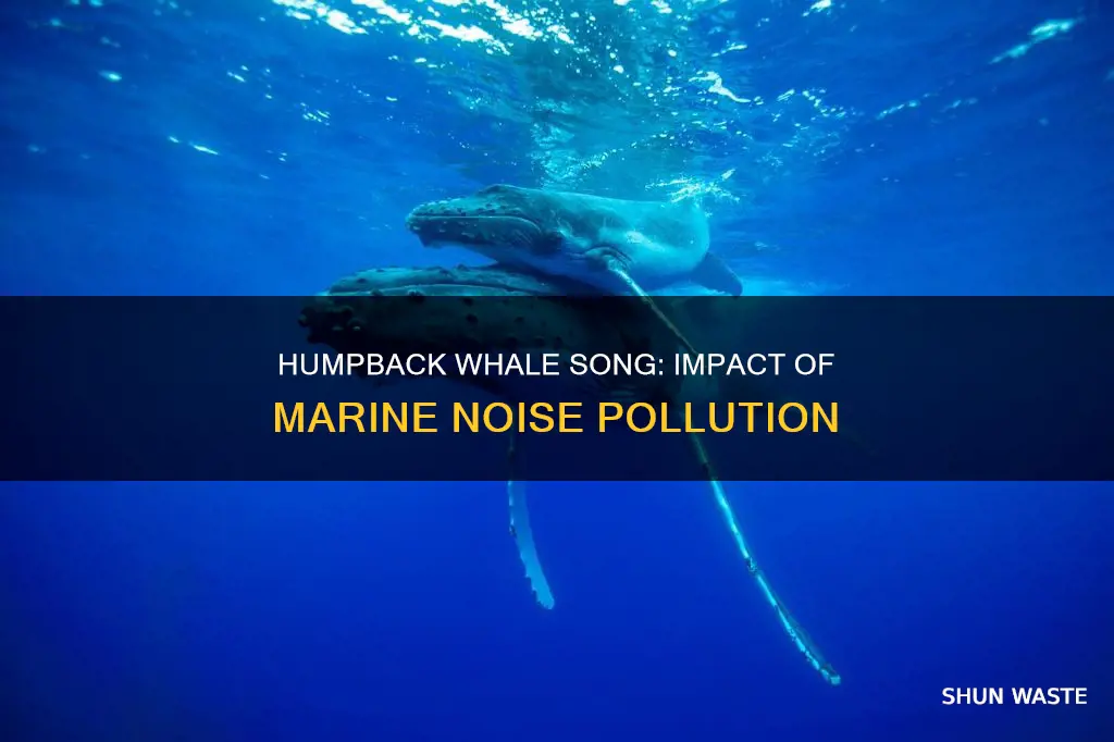 how are humpback whales affected by marine noise pollution