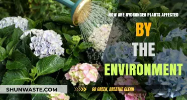 Environmental Factors Shaping Hydrangea Growth, Color, and Health