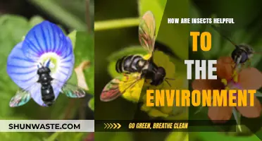 Insects' Vital Role: Boosting Ecosystems and Environmental Health Naturally