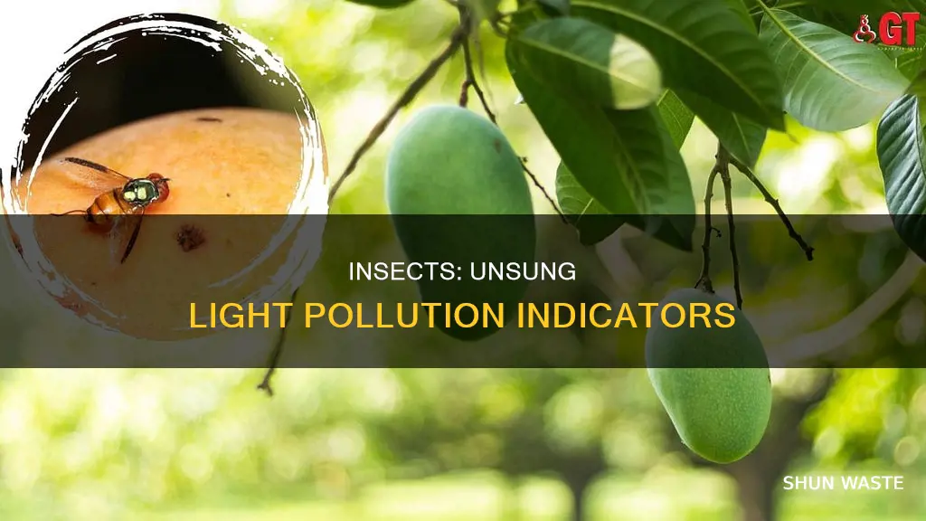 how are insects used as light pollution indicators