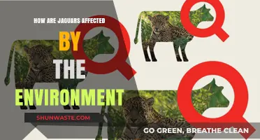 Environmental Impacts on Jaguars: Habitat, Climate, and Survival Challenges