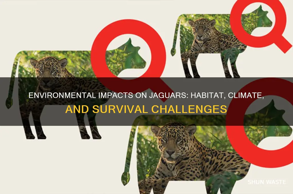 how are jaguars affected by the environment