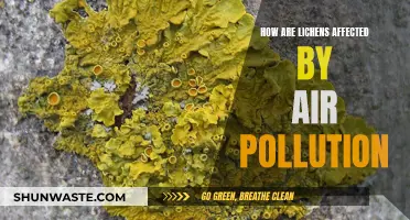 Lichen's Resilience: Air Pollution's Impact Explored