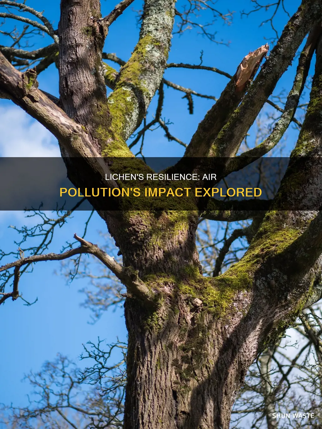 how are lichens affected by air pollution