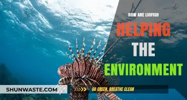 Lionfish: Unlikely Heroes in Restoring Ocean Health and Balance