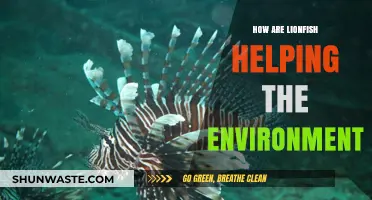 Lionfish: Unlikely Heroes in Restoring Marine Ecosystem Balance and Health