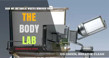 Efficient Metabolic Waste Removal: Insights from Laboratory Studies