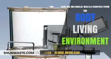 Efficient Metabolic Waste Removal: Body's Natural Detoxification Processes Explained