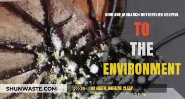 Monarch Butterflies: Vital Pollinators and Ecosystem Guardians Explained