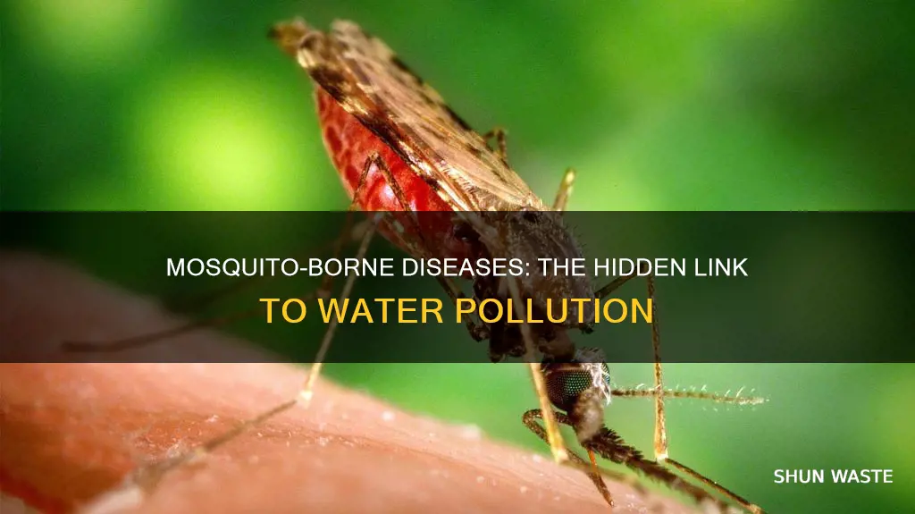 how are mosquito-borne diseases and water pollution related