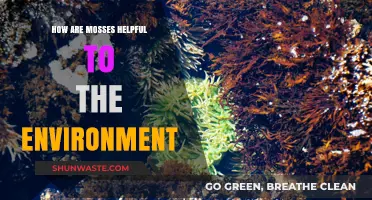 Mosses' Vital Role: Environmental Benefits and Ecosystem Support Explained