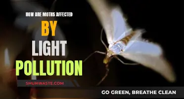 Moths' Plight: Understanding Light Pollution's Impact