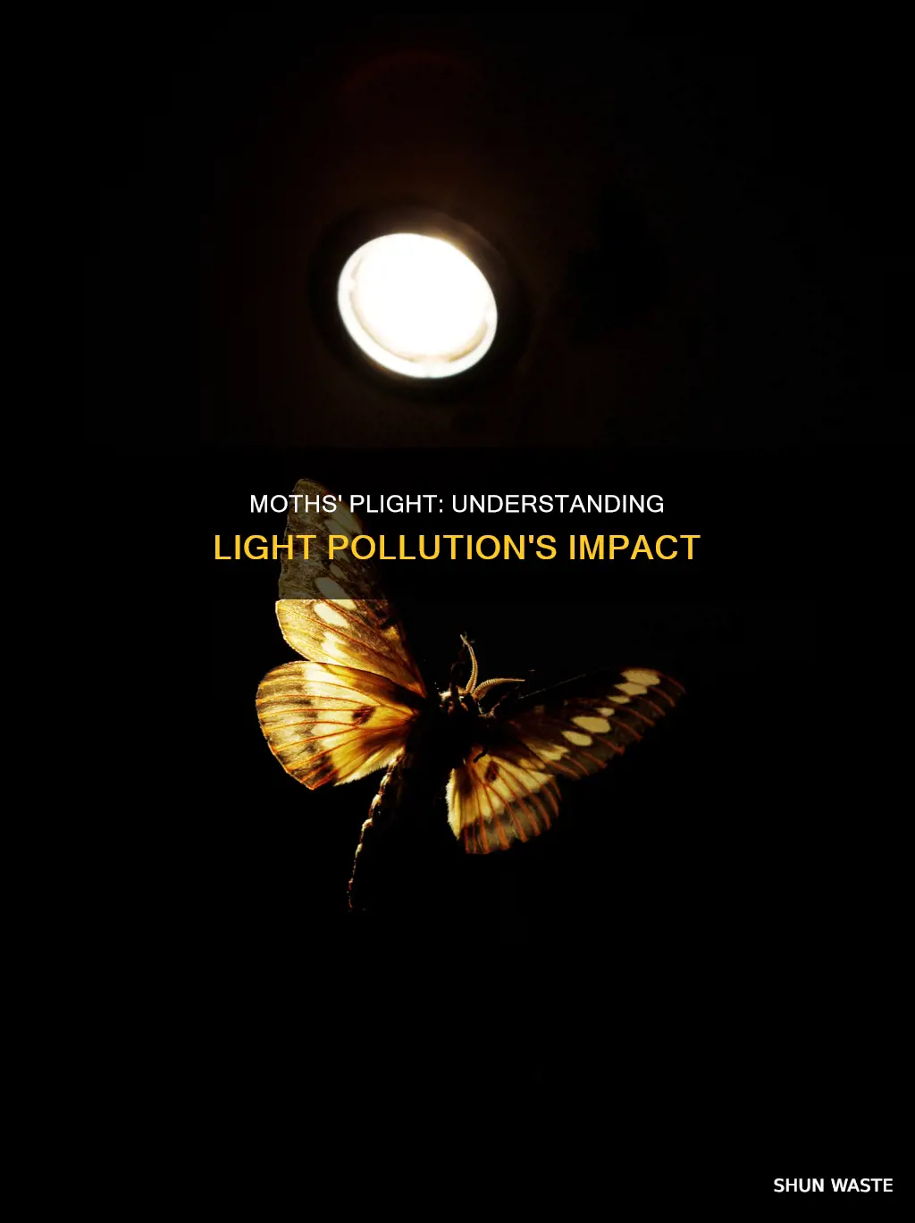 how are moths affected by light pollution