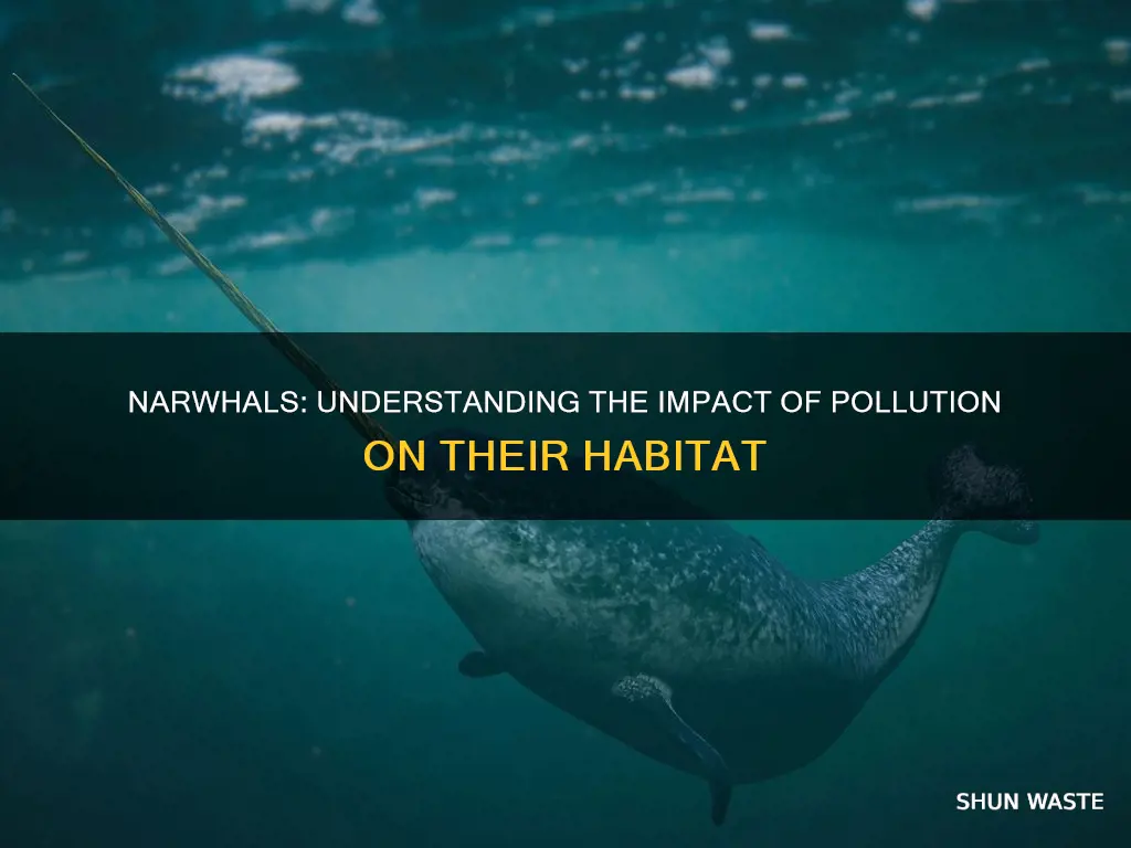 how are narwhals affected by pollution