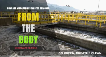 Efficient Nitrogen Waste Removal: Body's Natural Detox Process Explained