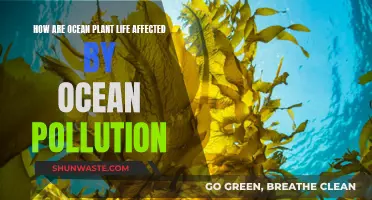 Ocean Pollution's Impact on Marine Plant Life