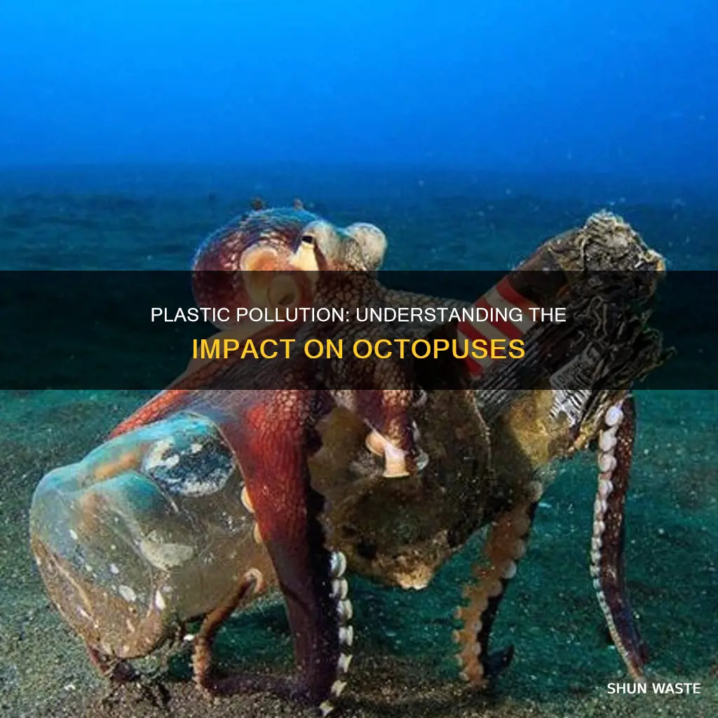 how are octopus affected by plastic pollution