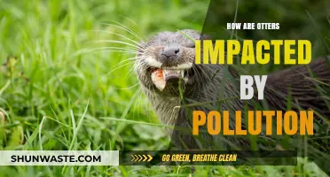 Otters in Peril: Understanding the Impact of Pollution