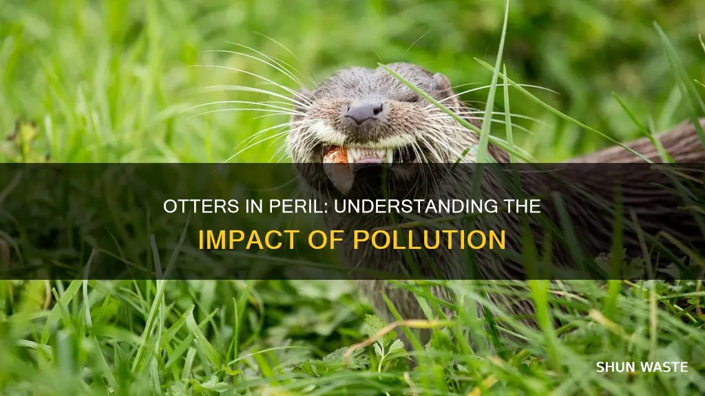 how are otters impacted by pollution
