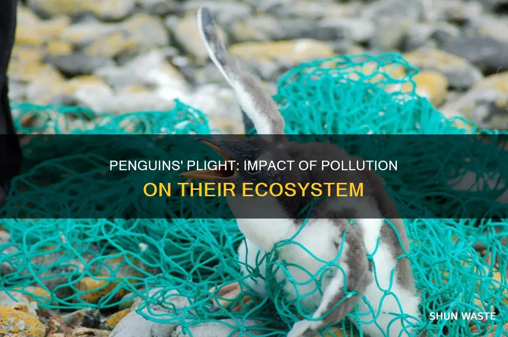 how are penguins affected by pollution