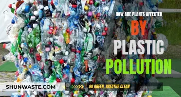 Plants' Plastic Pollution: Impact and Implications