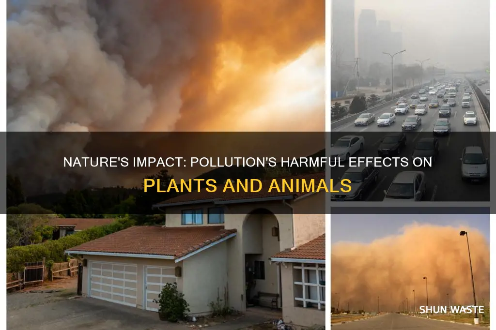 how are plants and animals affected by pollution