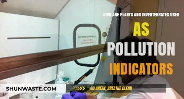 Nature's Pollution Indicators: Plants and Invertebrates
