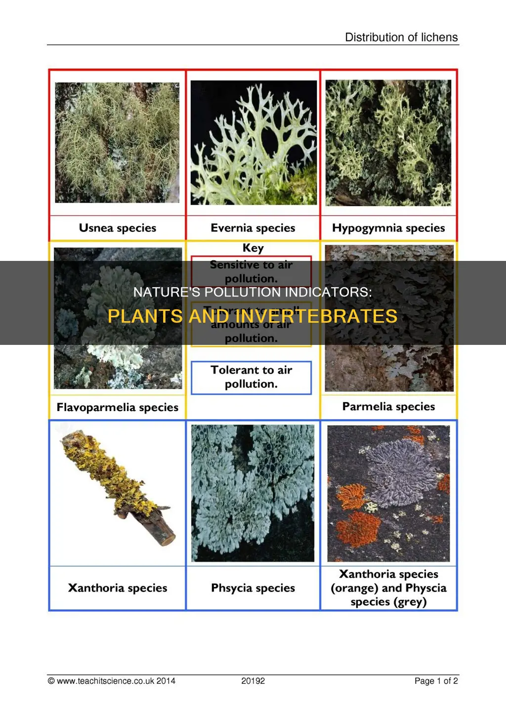 how are plants and invertebrates used as pollution indicators