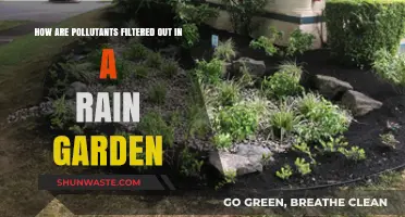 Rain Gardens: Filtering Pollutants, Saving Nature