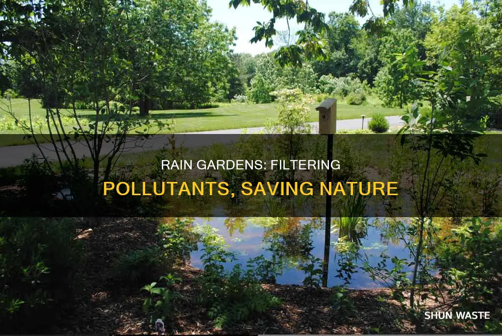 how are pollutants filtered out in a rain garden