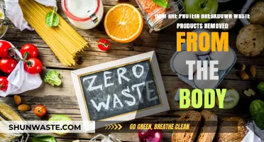Eliminating Protein Waste: The Body's Detox Process Explained